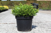 Thujopsis dolabrata 'Nana'