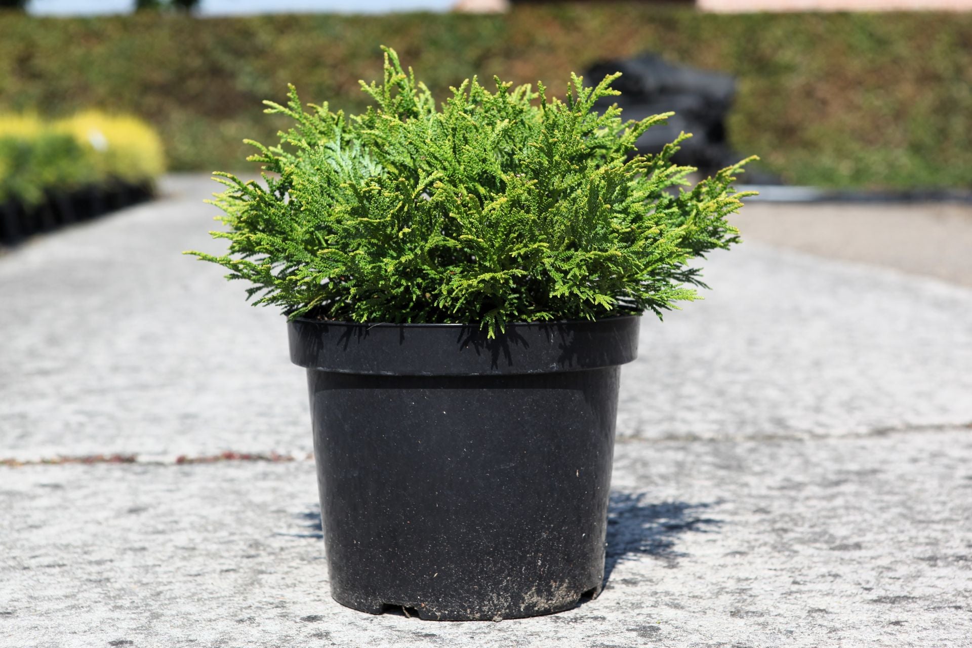Thujopsis dolabrata 'Nana'