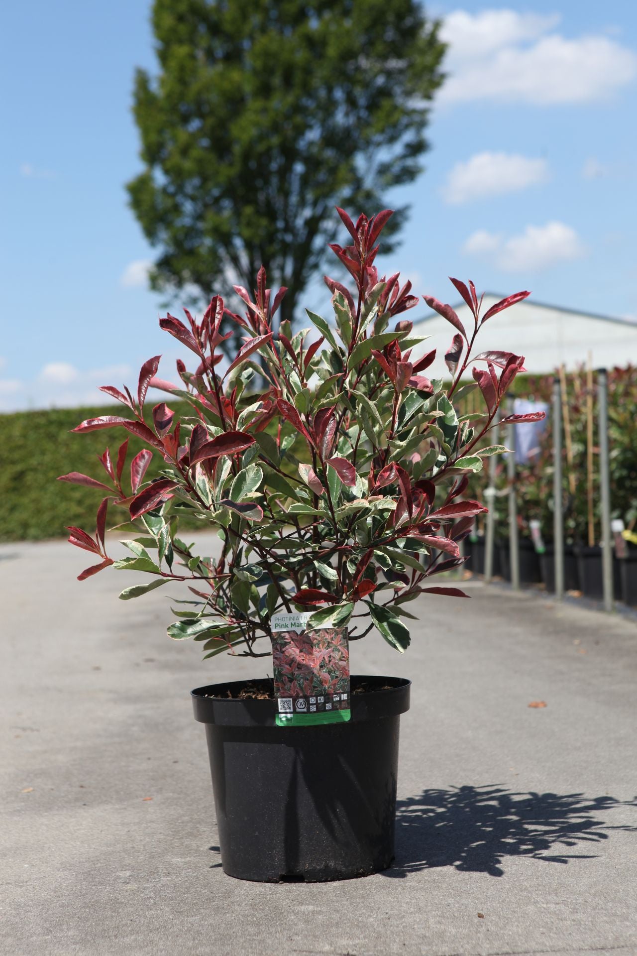 Photinia fraseri PINK MARBLE (PBR)