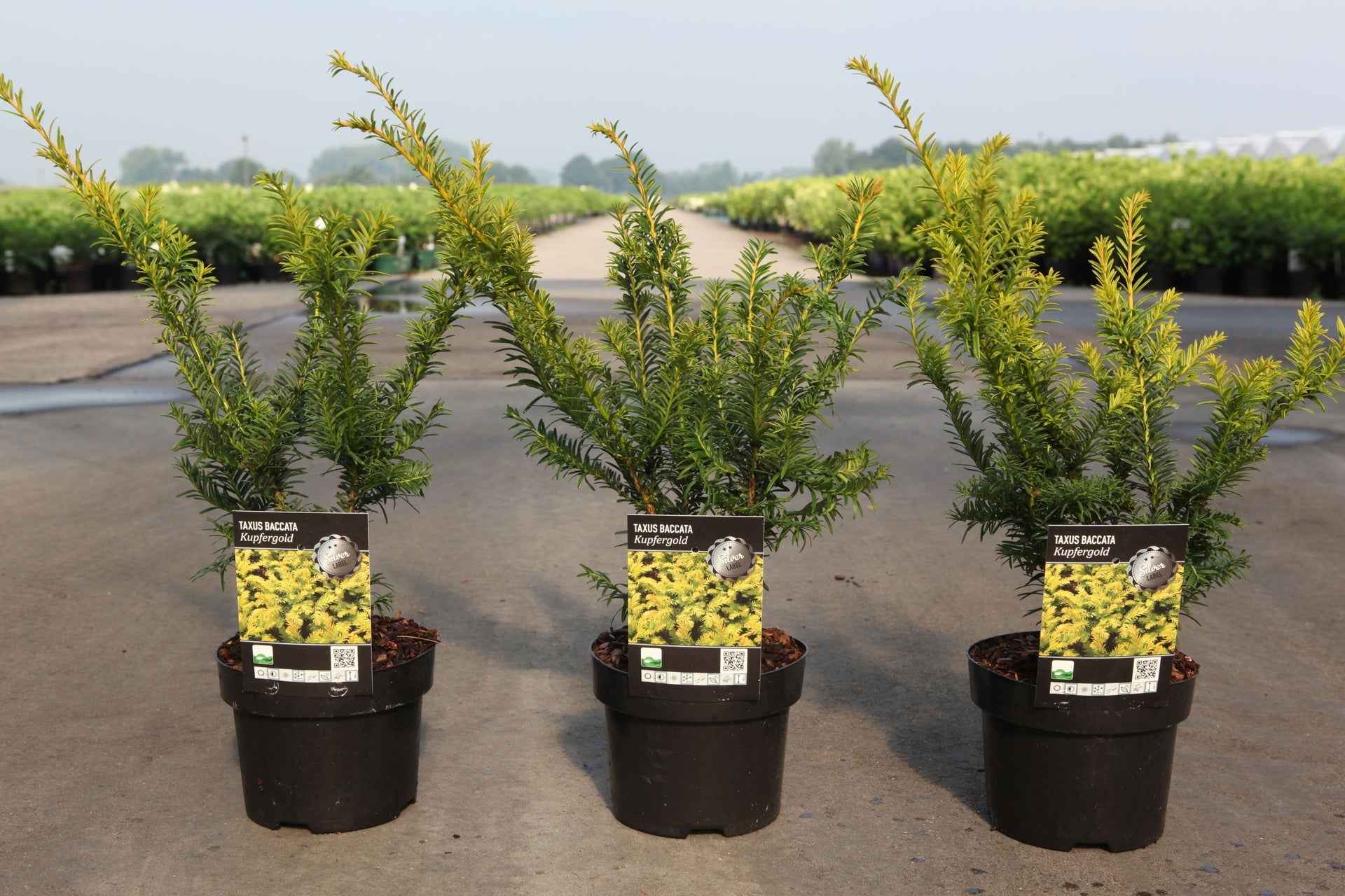 Taxus baccata 'Kupfergold'