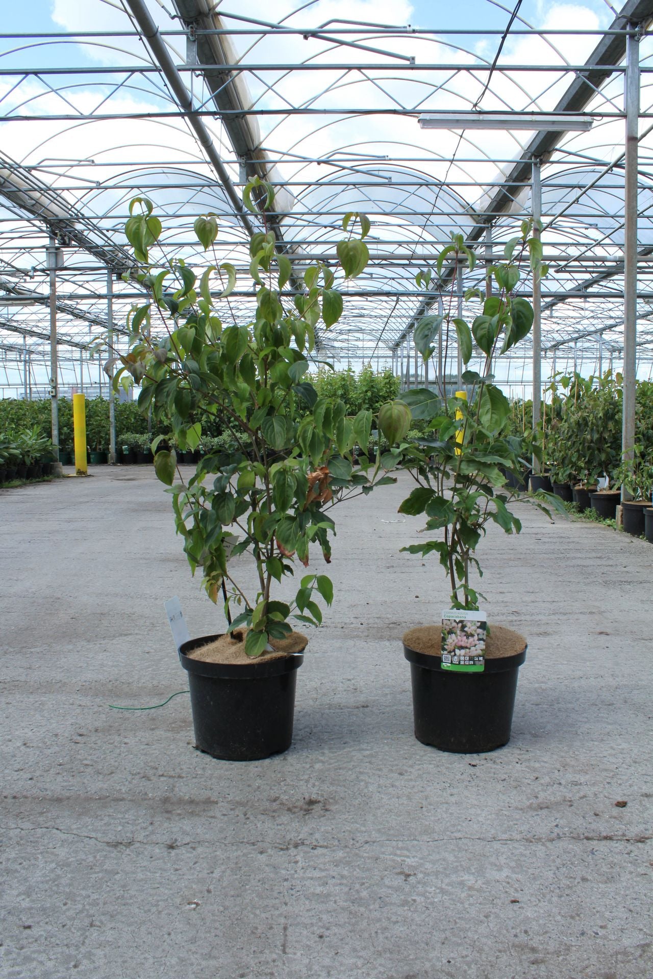Cornus kousa 'Copacabana©'