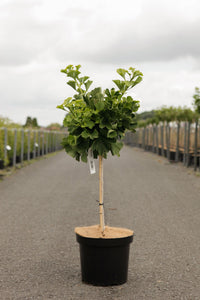 Ginkgo biloba 'Mariken'
