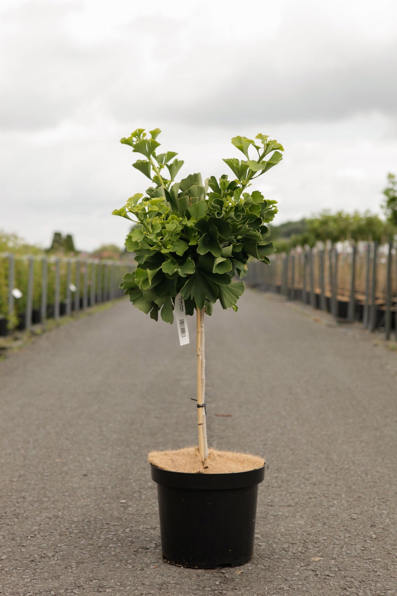 Ginkgo biloba 'Mariken'