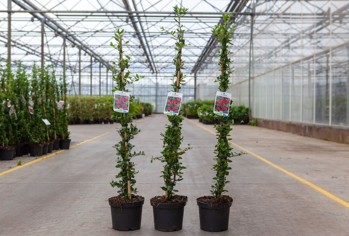 Pyracantha coccinea 'Red Column'