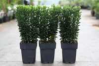 Euonymus jap. 'Green Spire'