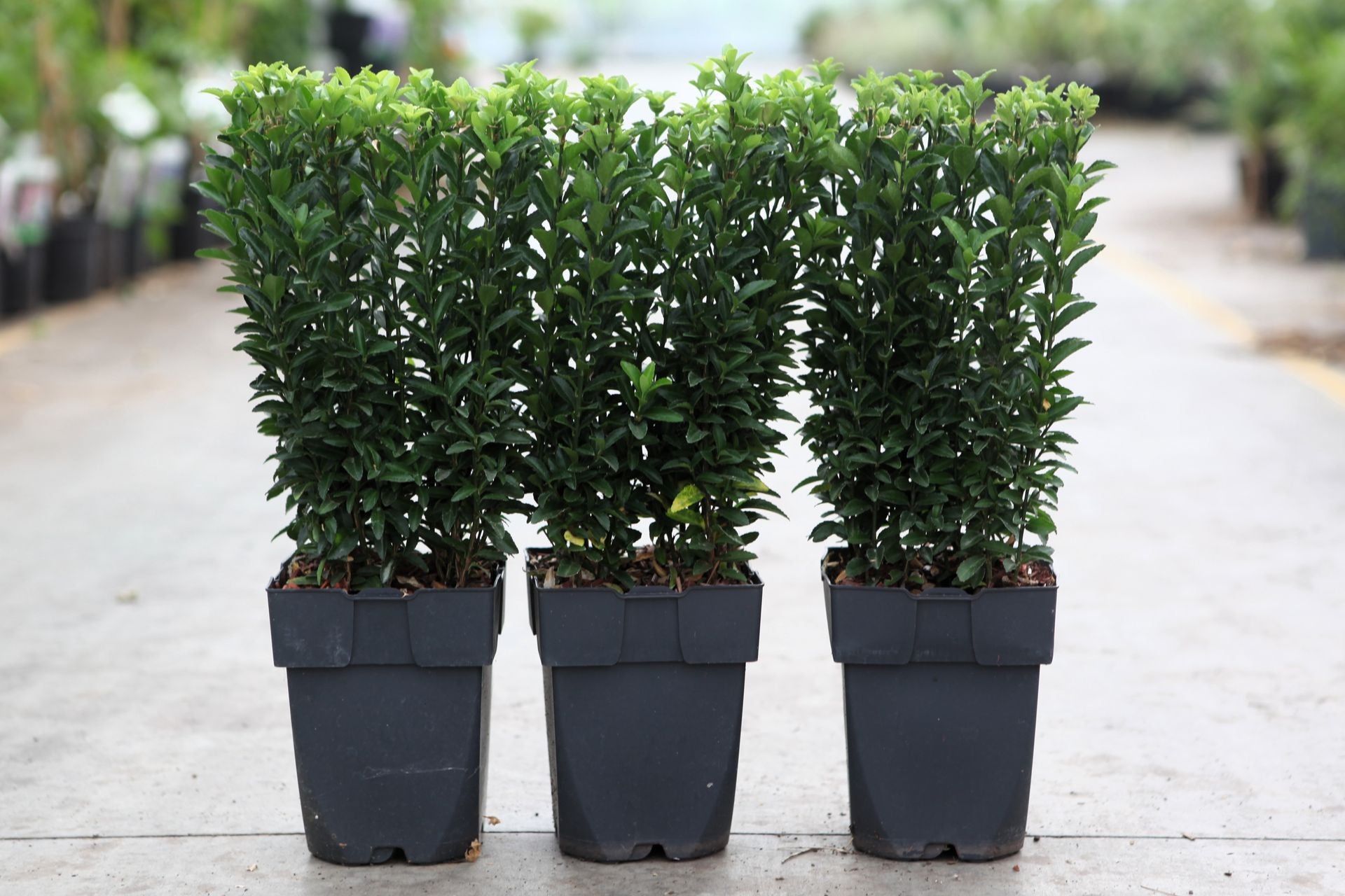 Euonymus jap. 'Green Spire'