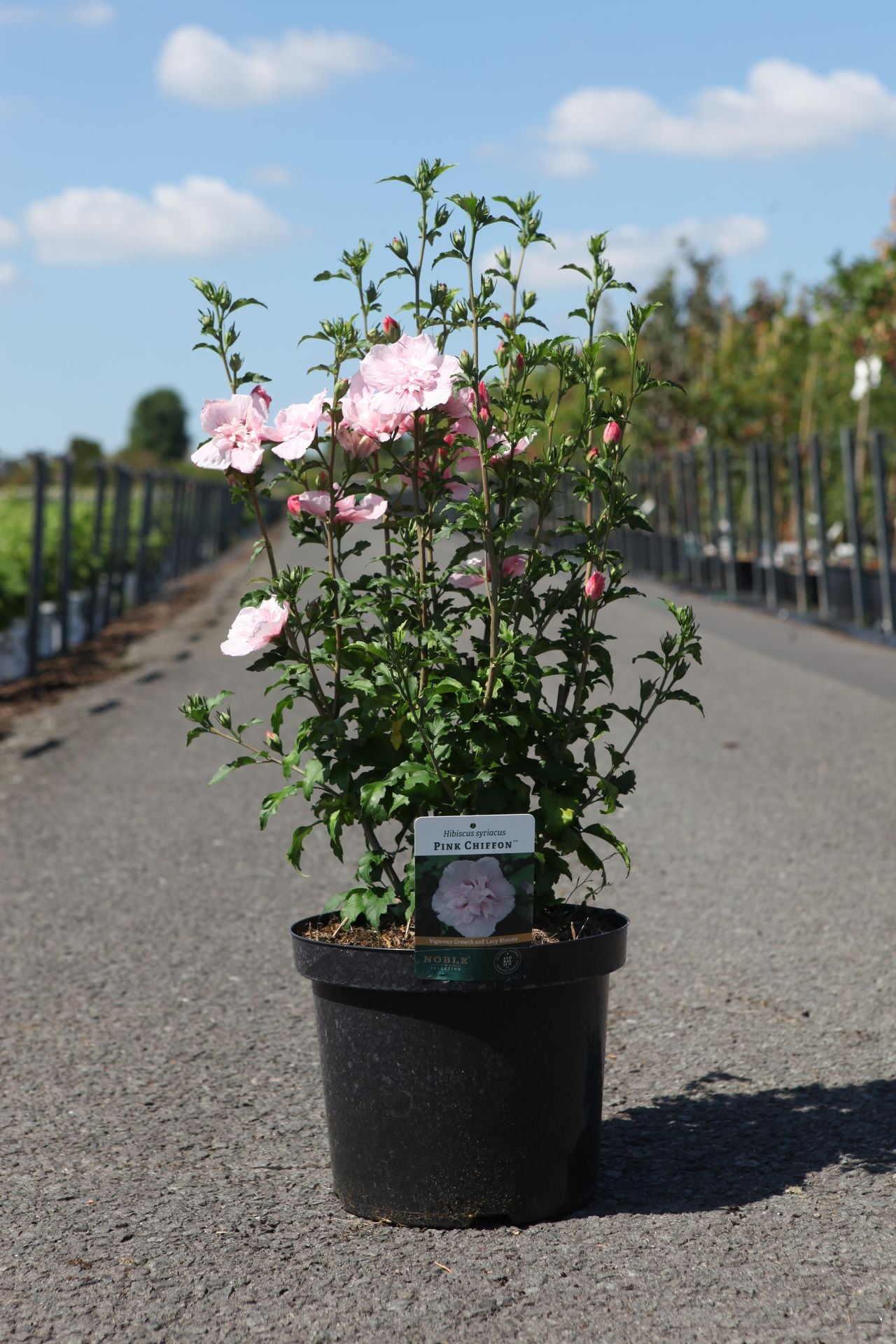 Hibiscus syriacus PINK CHIFFON (PBR)