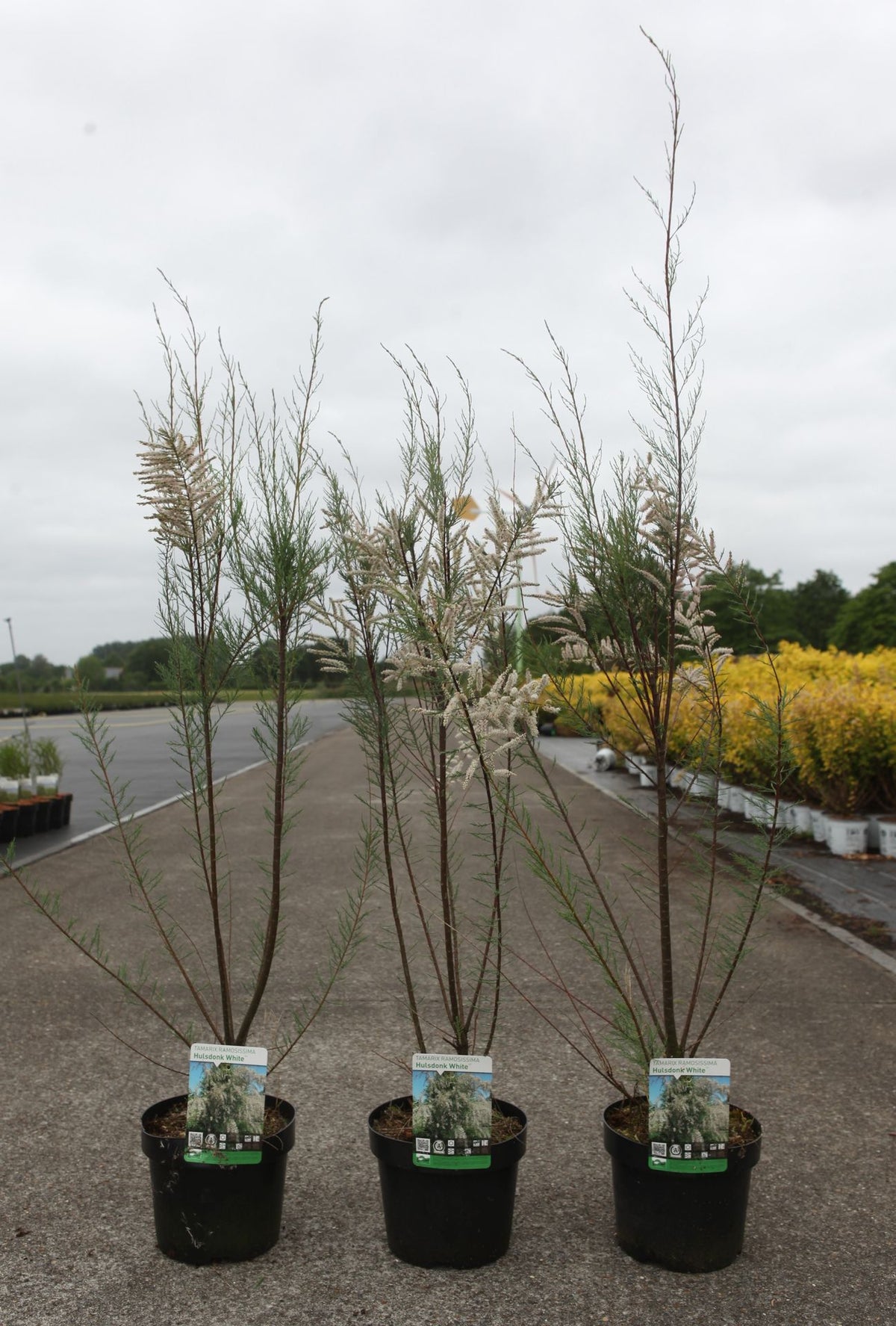 Tamarix 'Hulsdonk White' (PBR)