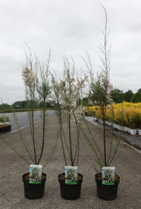 Tamarix 'Hulsdonk White' (PBR)