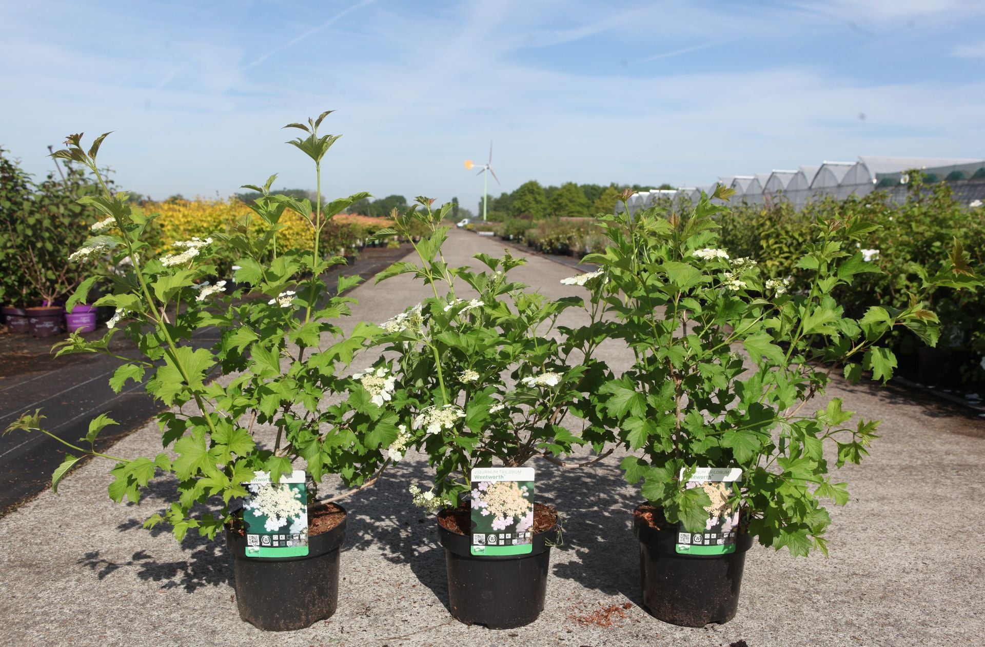 Viburnum trilobum 'Wentworth©'