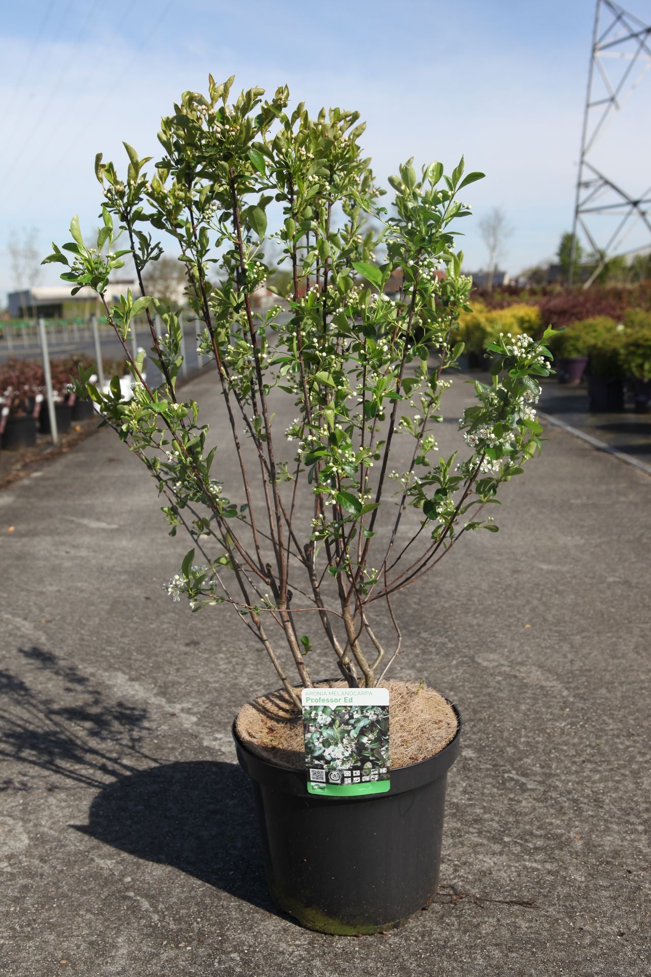 Rubus 'Benenden'