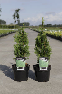 Thuja occidentalis 'Degroot's Spire'