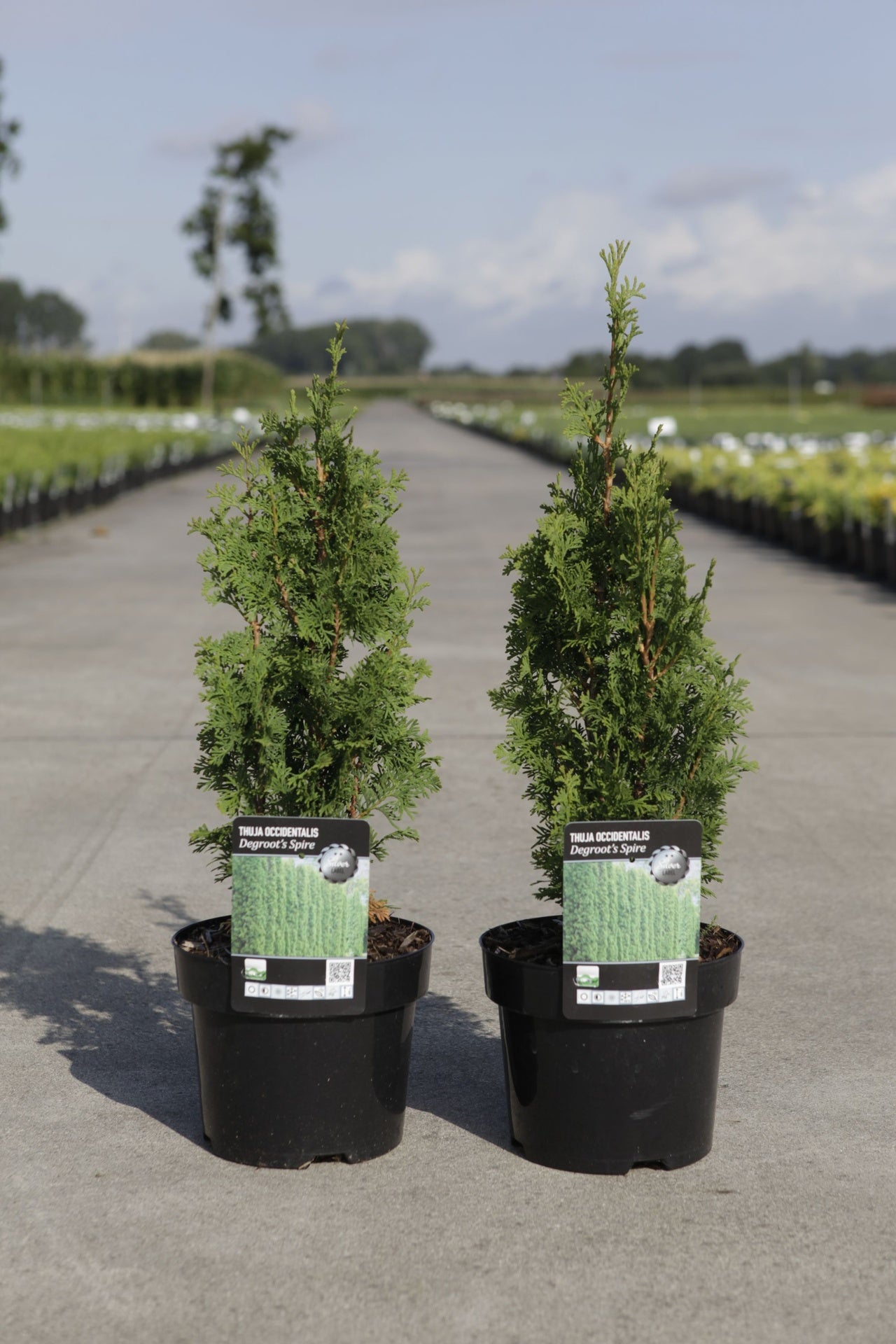Thuja occidentalis 'Degroot's Spire'