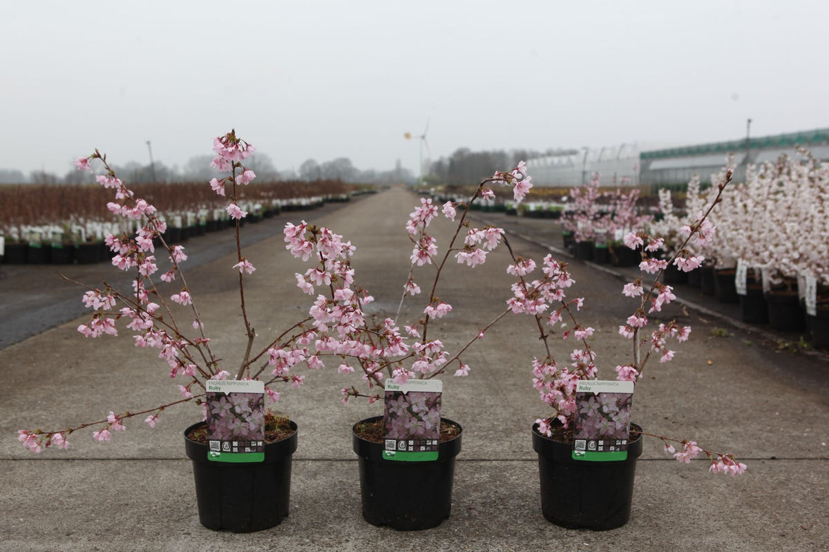 Prunus nipponica 'Ruby'