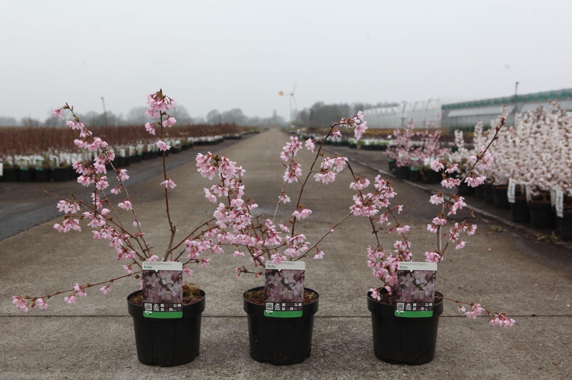 Prunus nipponica 'Ruby'