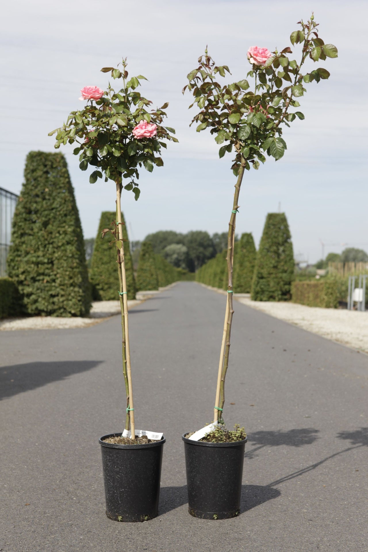 Rosa 'Kimono'