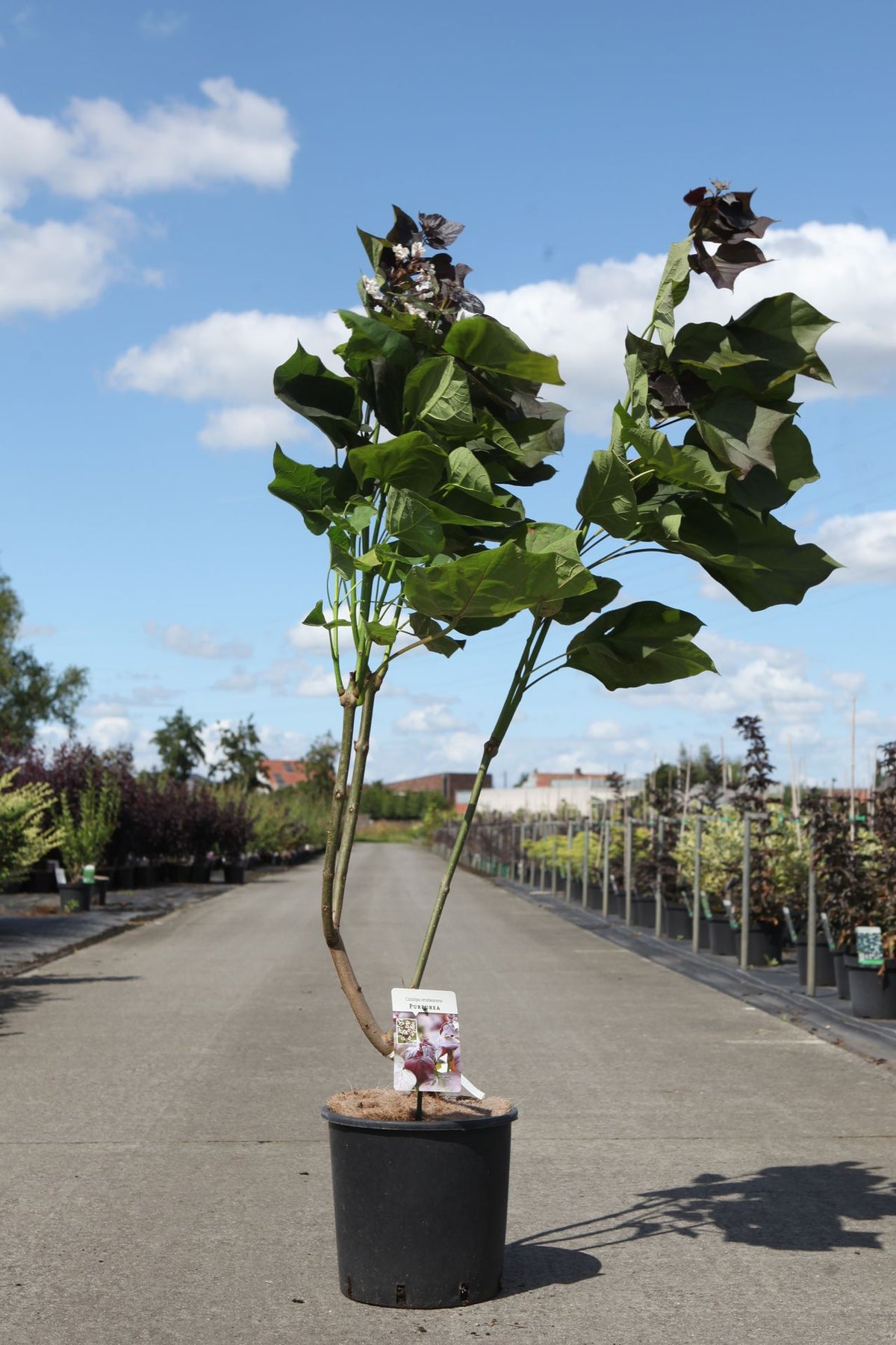 Catalpa erubescens 'Purpurea'