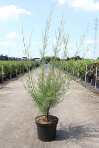 Tamarix 'Hulsdonk White' (PBR)