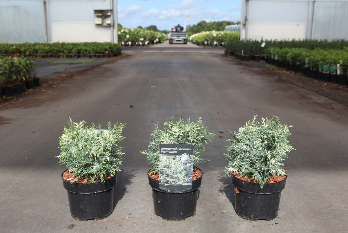 Chamaecyparis lawsoniana 'Pearly Swirls'