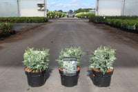 Chamaecyparis lawsoniana 'Pearly Swirls'