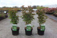 Viburnum trilobum 'Bailey Compact©'