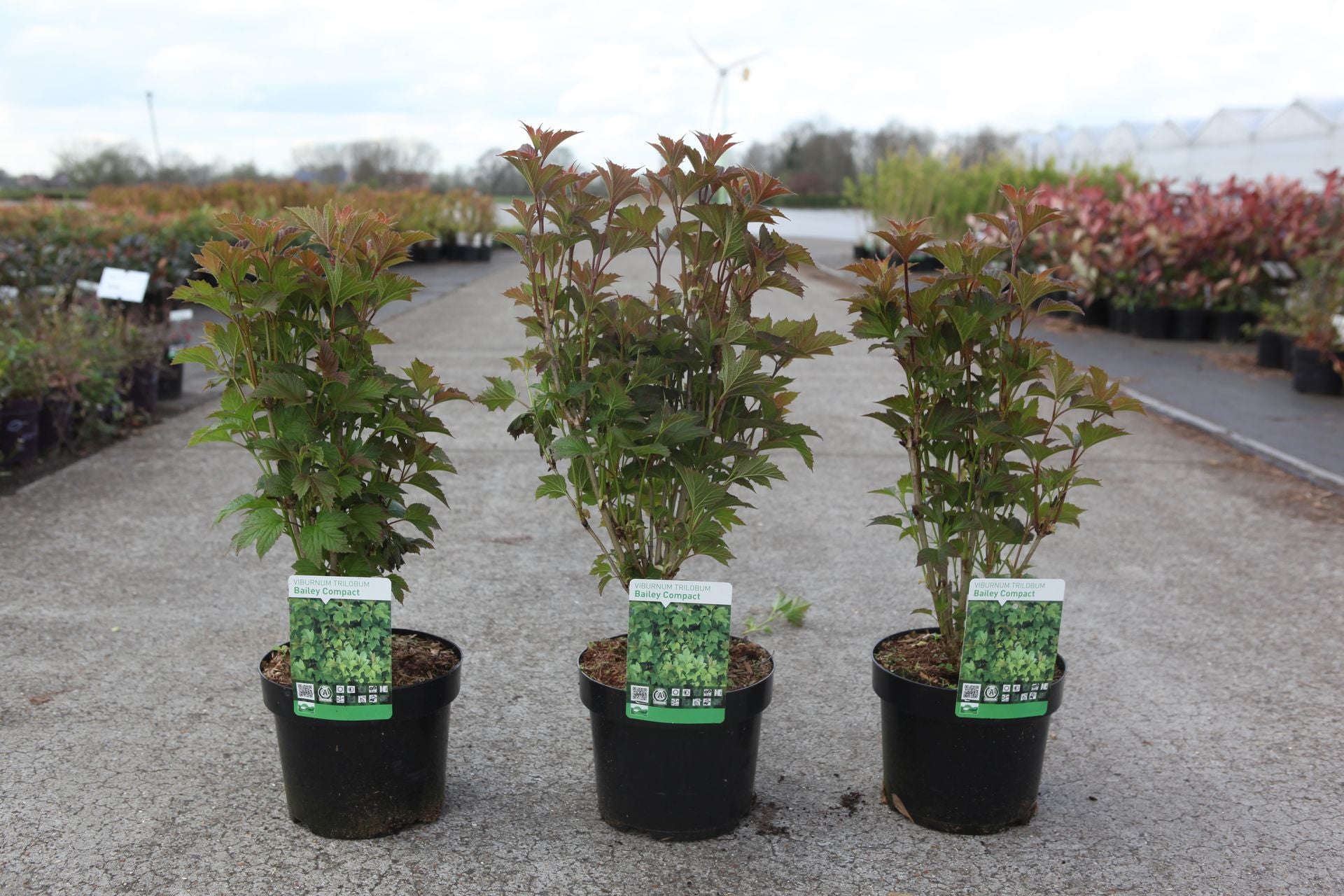 Viburnum trilobum 'Bailey Compact©'