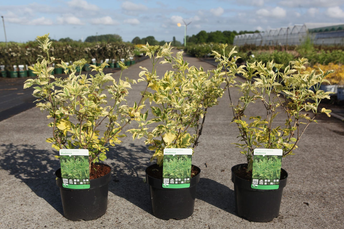 Sambucus nigra 'Madonna'