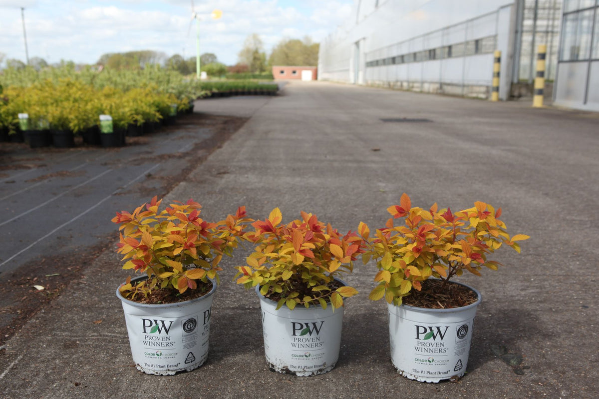 Spiraea japonica Proven Winners© DOUBLE PLAY© BIG BANG (PBR)