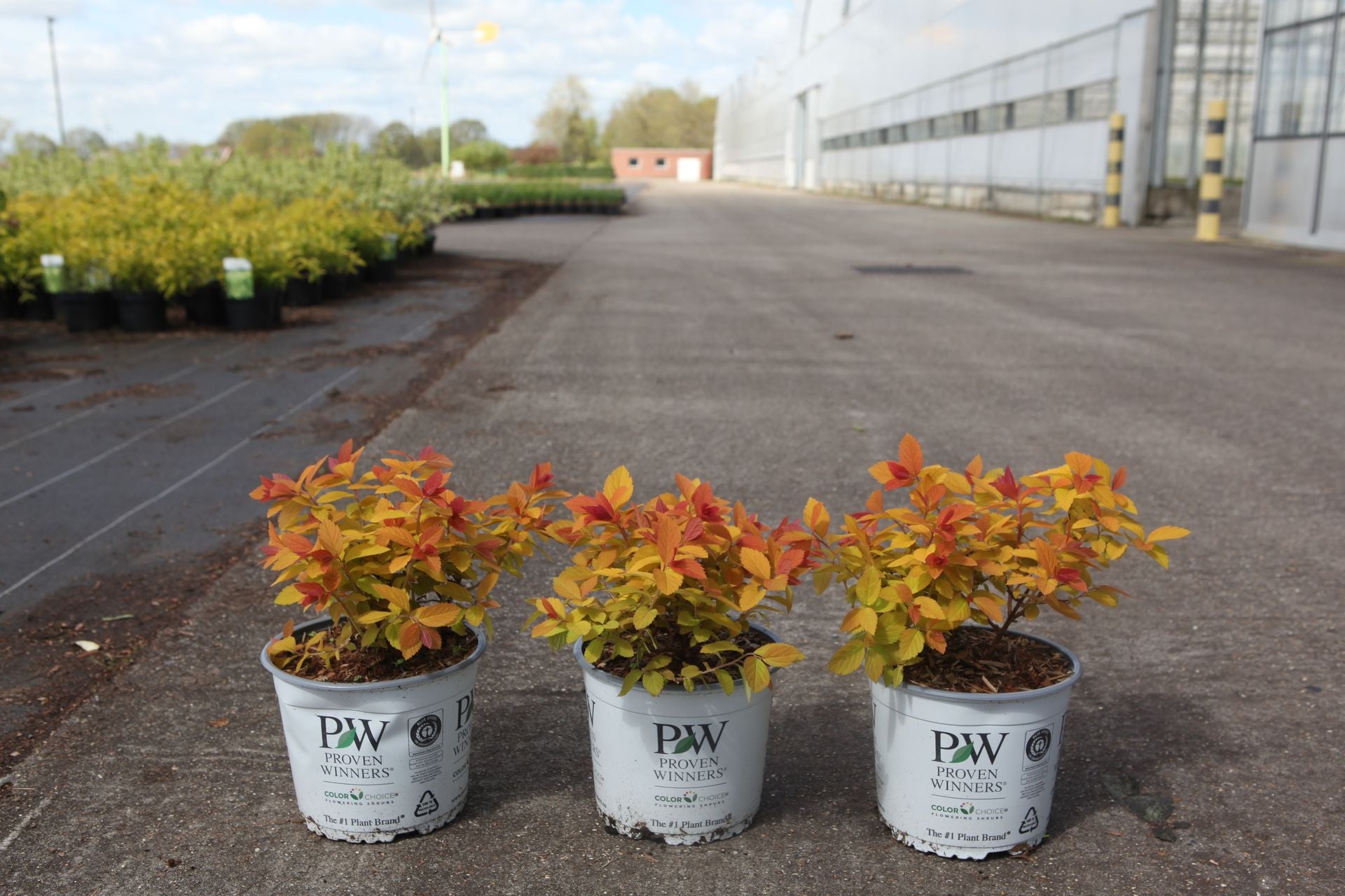 Spiraea japonica Proven Winners© DOUBLE PLAY© BIG BANG (PBR)