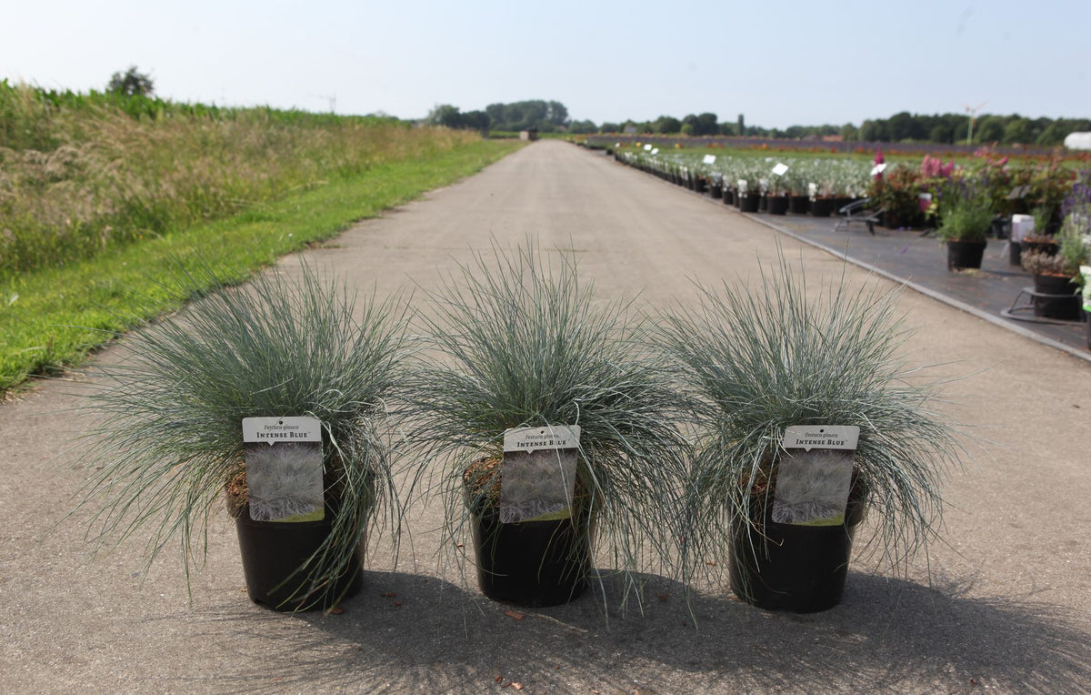 Festuca glauca INTENSE BLUE (PBR)