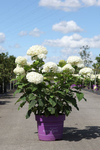 Hydrangea arborescens ‘FlowerWOW’ smooth hydrangea with abundant white mophead blooms and lush foliage
