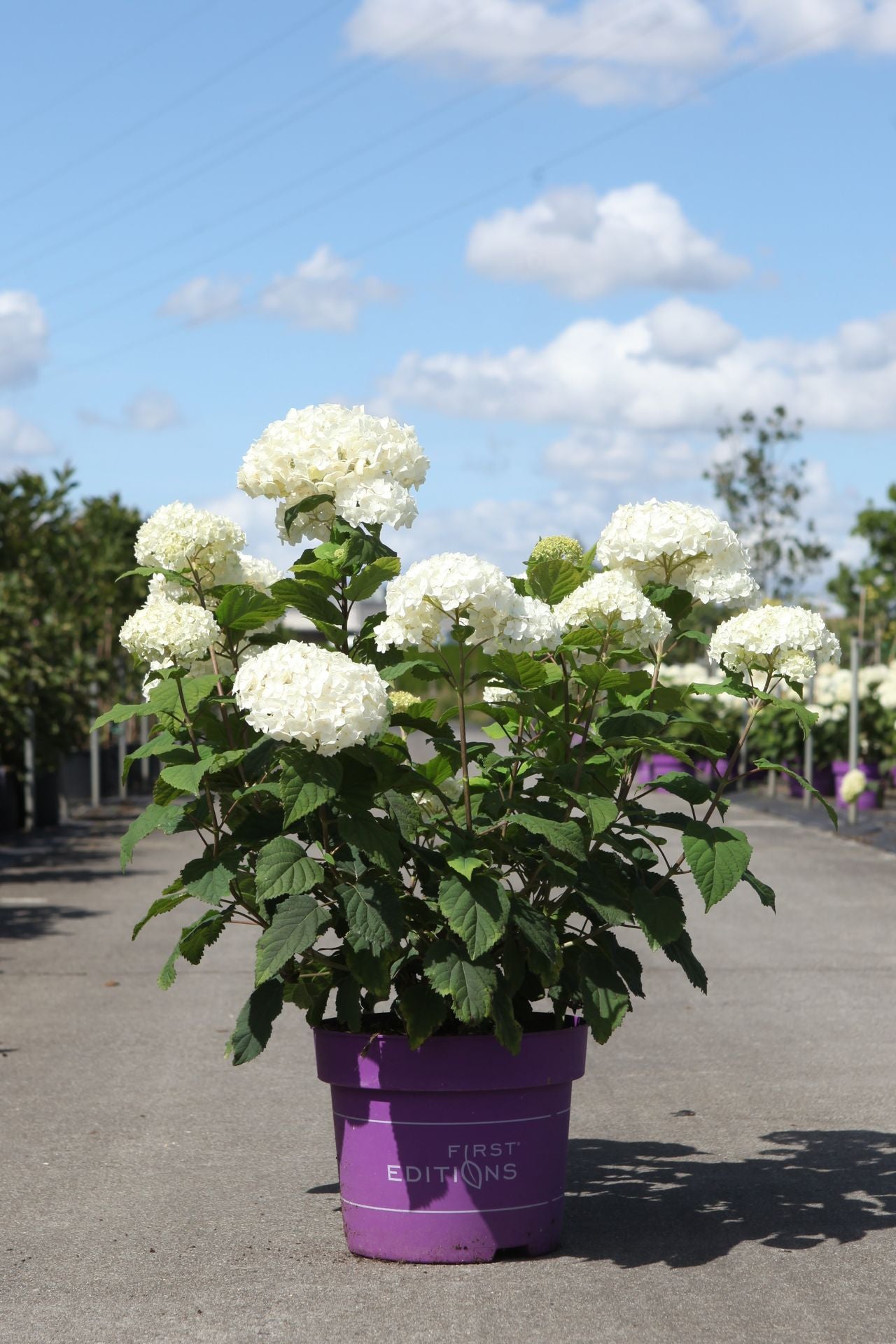 Hydrangea arborescens ‘FlowerWOW’ smooth hydrangea with abundant white mophead blooms and lush foliage