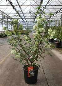 Viburnum plicatum First Editions© 'Opening Day©'