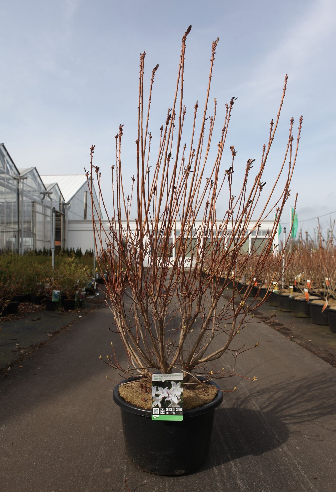 Azalea viscosa