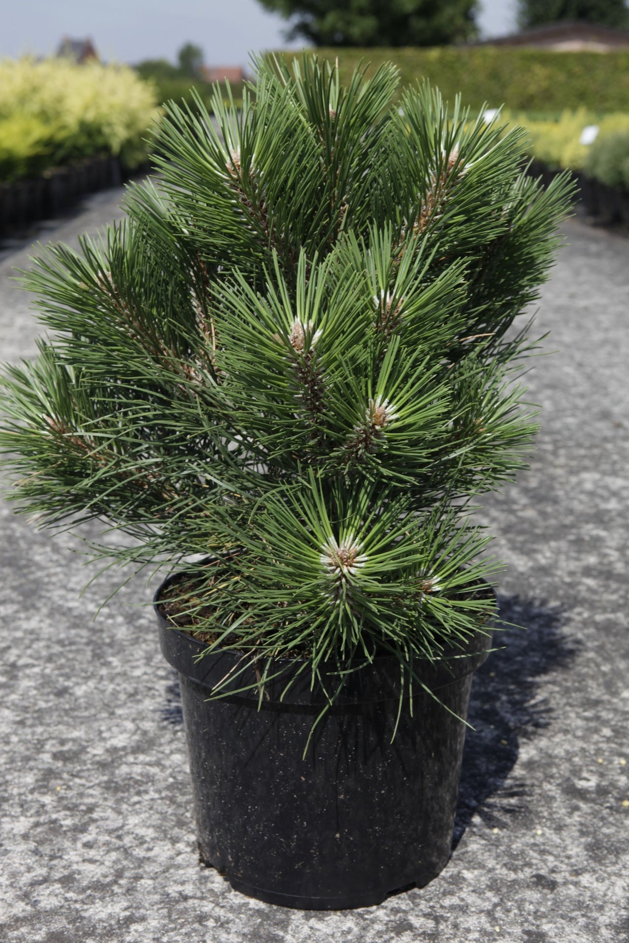 Pinus nigra 'Nana'
