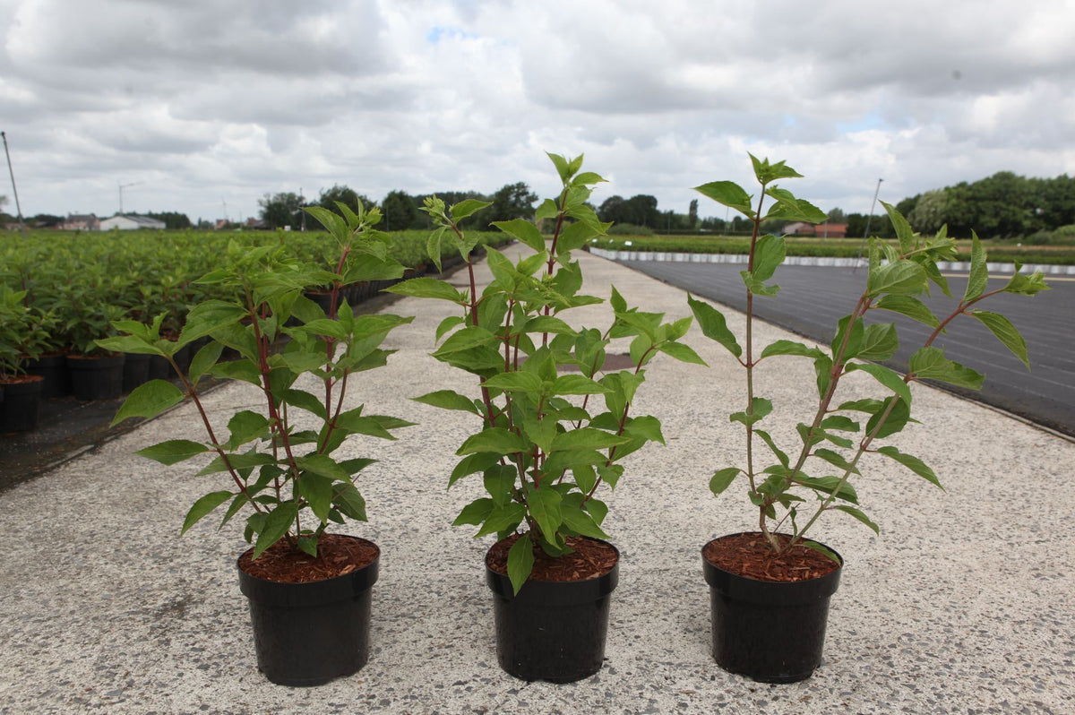 Hydrangea paniculata ‘Phantom’ nursery plants with fresh leafy stems, strong growing hydrangea for outdoor planting