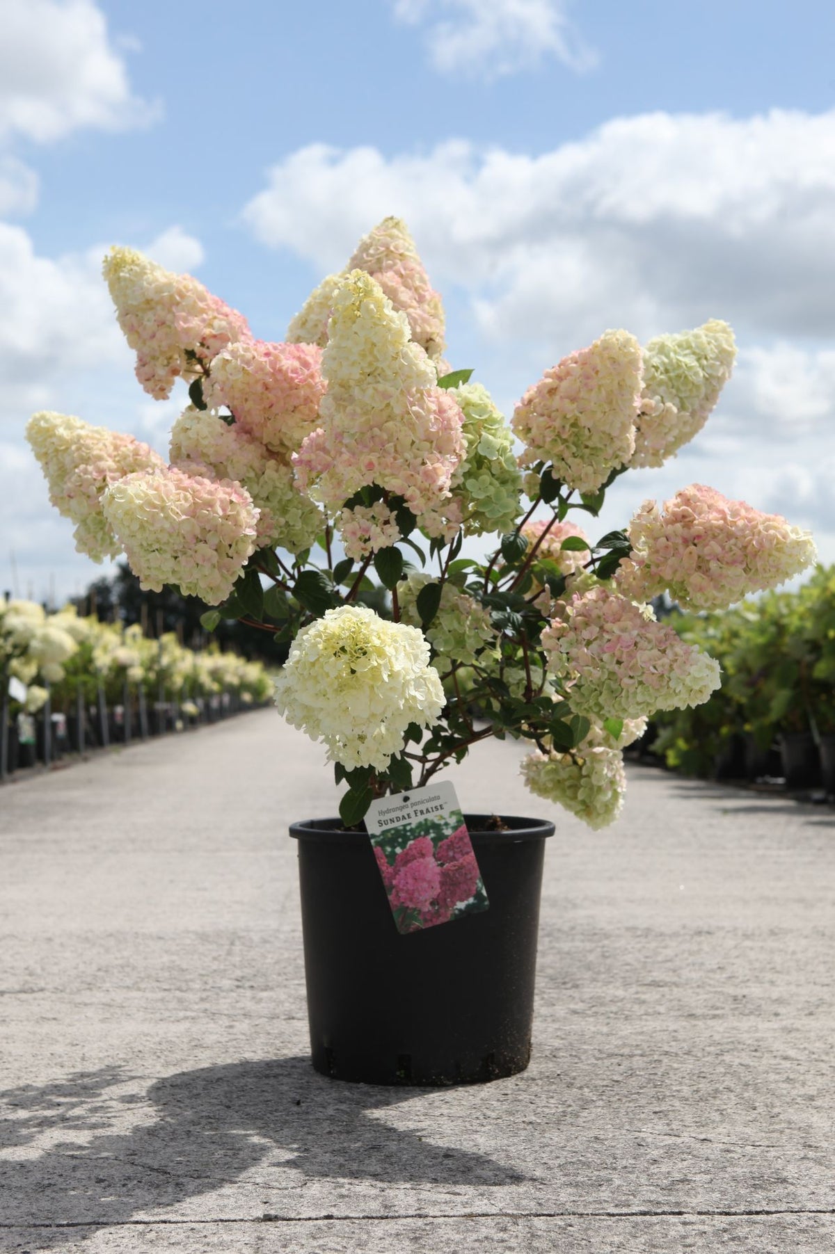 Hydrangea paniculata ‘Sundae Fraise’ (PBR) potted shrub with large cone-shaped blooms blending cream, pink and soft green tones