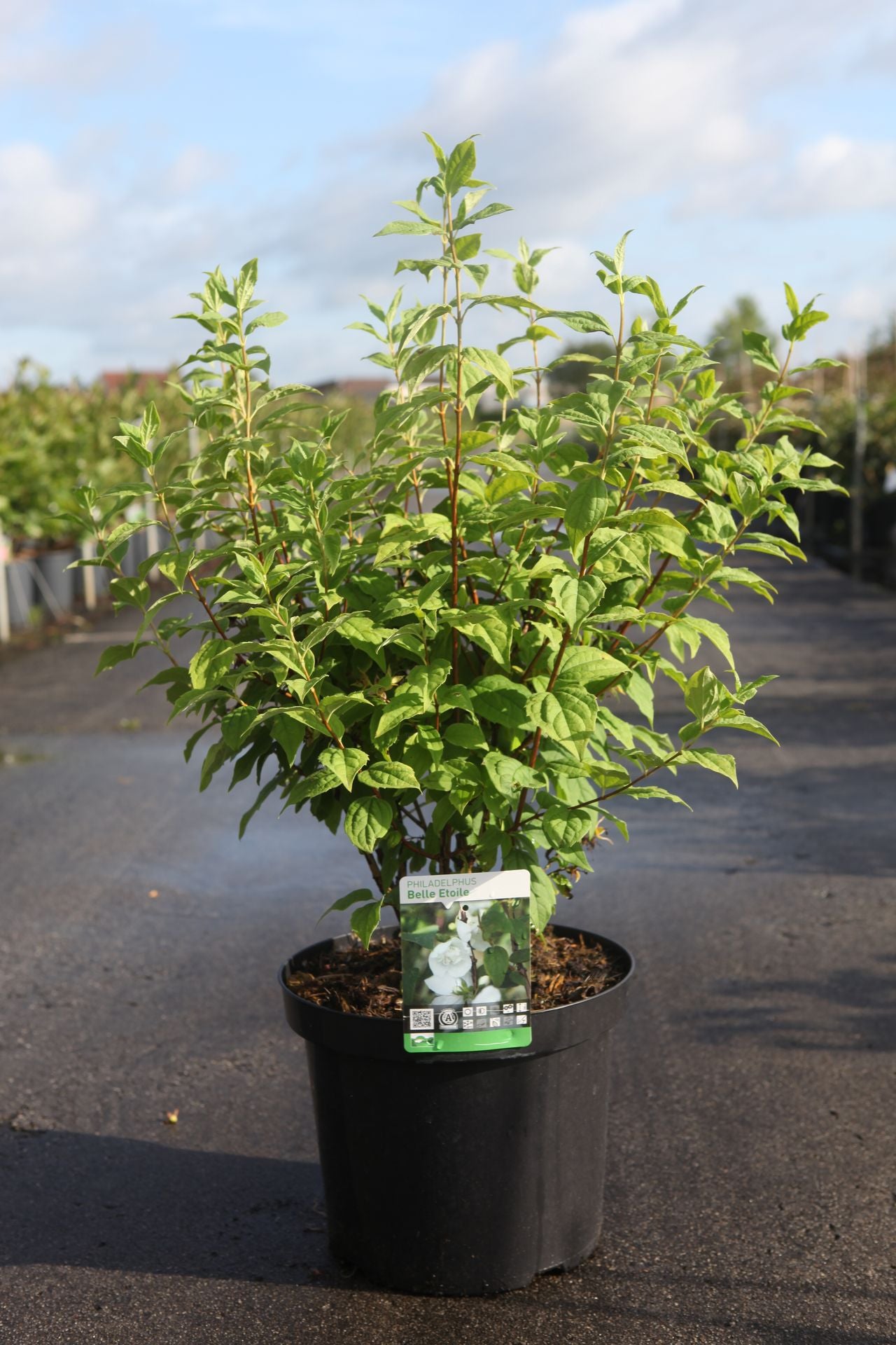 Philadelphus 'Belle Etoile'