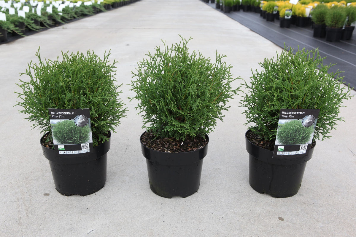 Thuja occidentalis 'Tiny Tim'