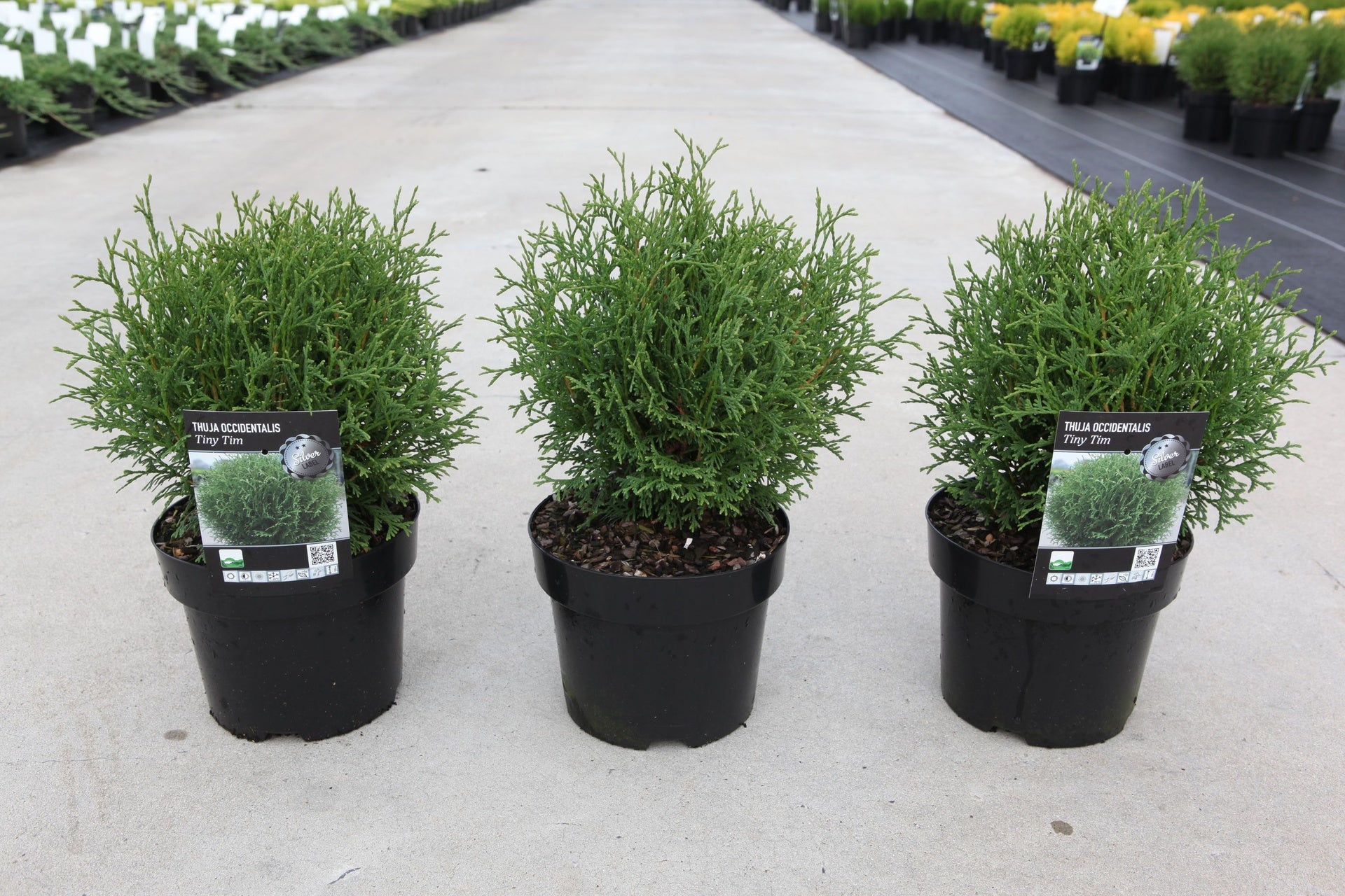 Thuja occidentalis 'Tiny Tim'