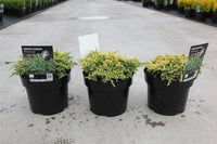 Juniperus squamata 'Dream Joy'