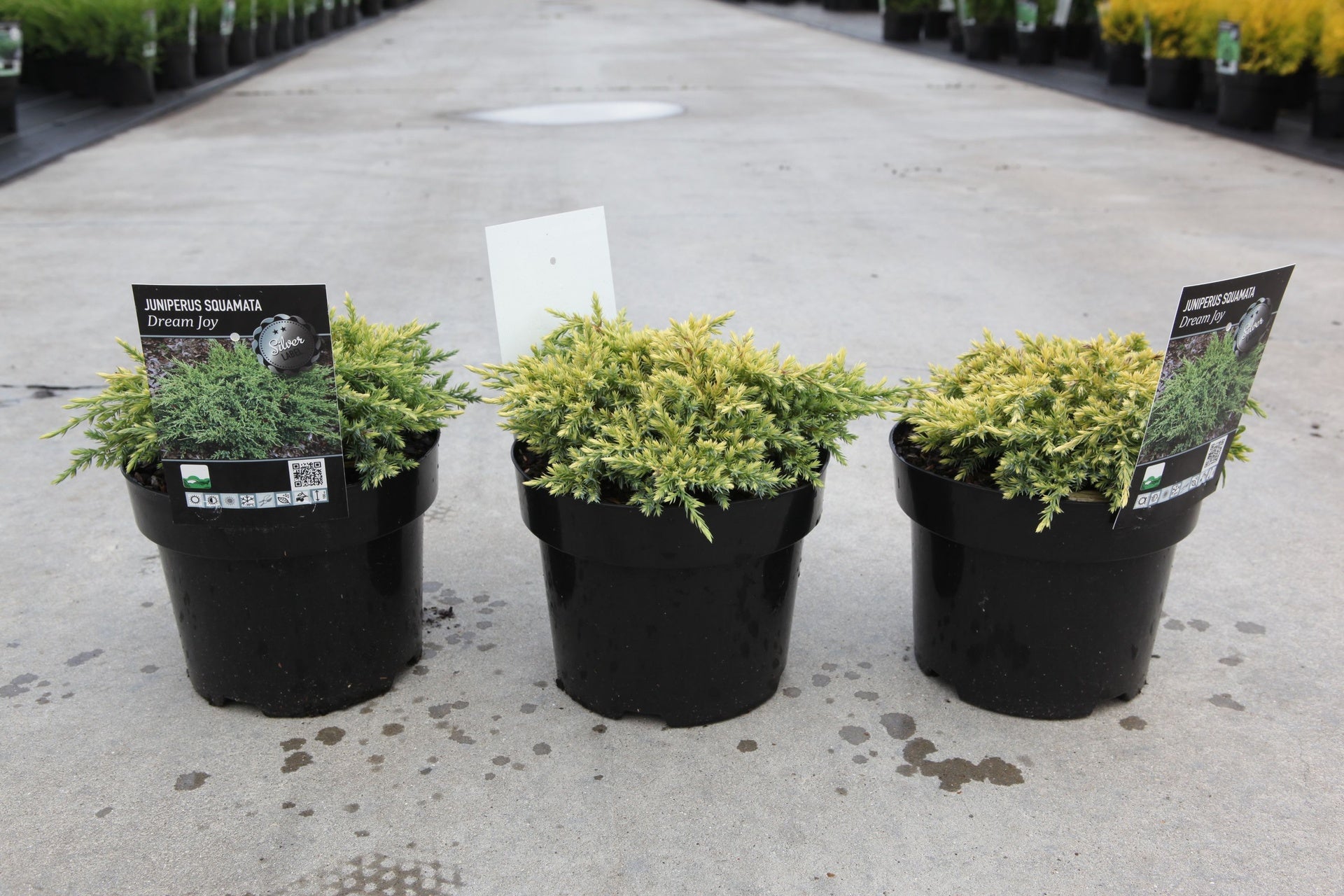 Juniperus squamata 'Dream Joy'