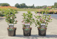 Weigela florida 'Polka'