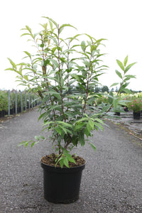Prunus glandulosa 'Rosea Plena'