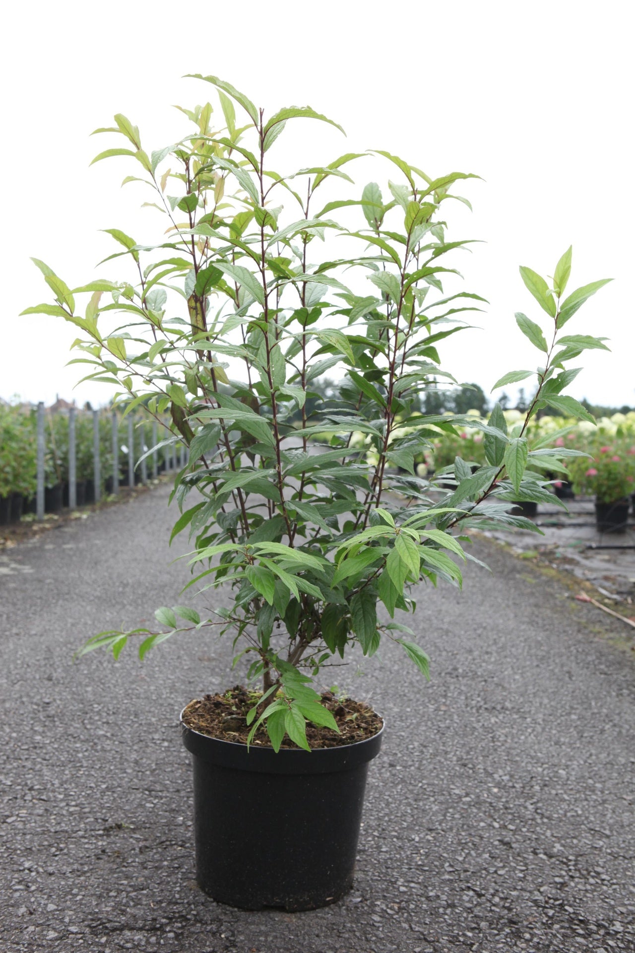 Prunus glandulosa 'Rosea Plena'