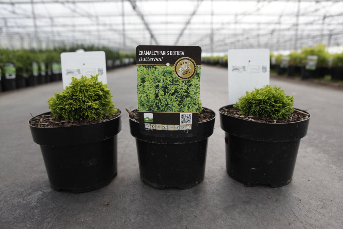 Chamaecyparis obtusa 'Butterball'
