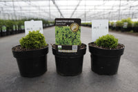 Chamaecyparis obtusa 'Butterball'