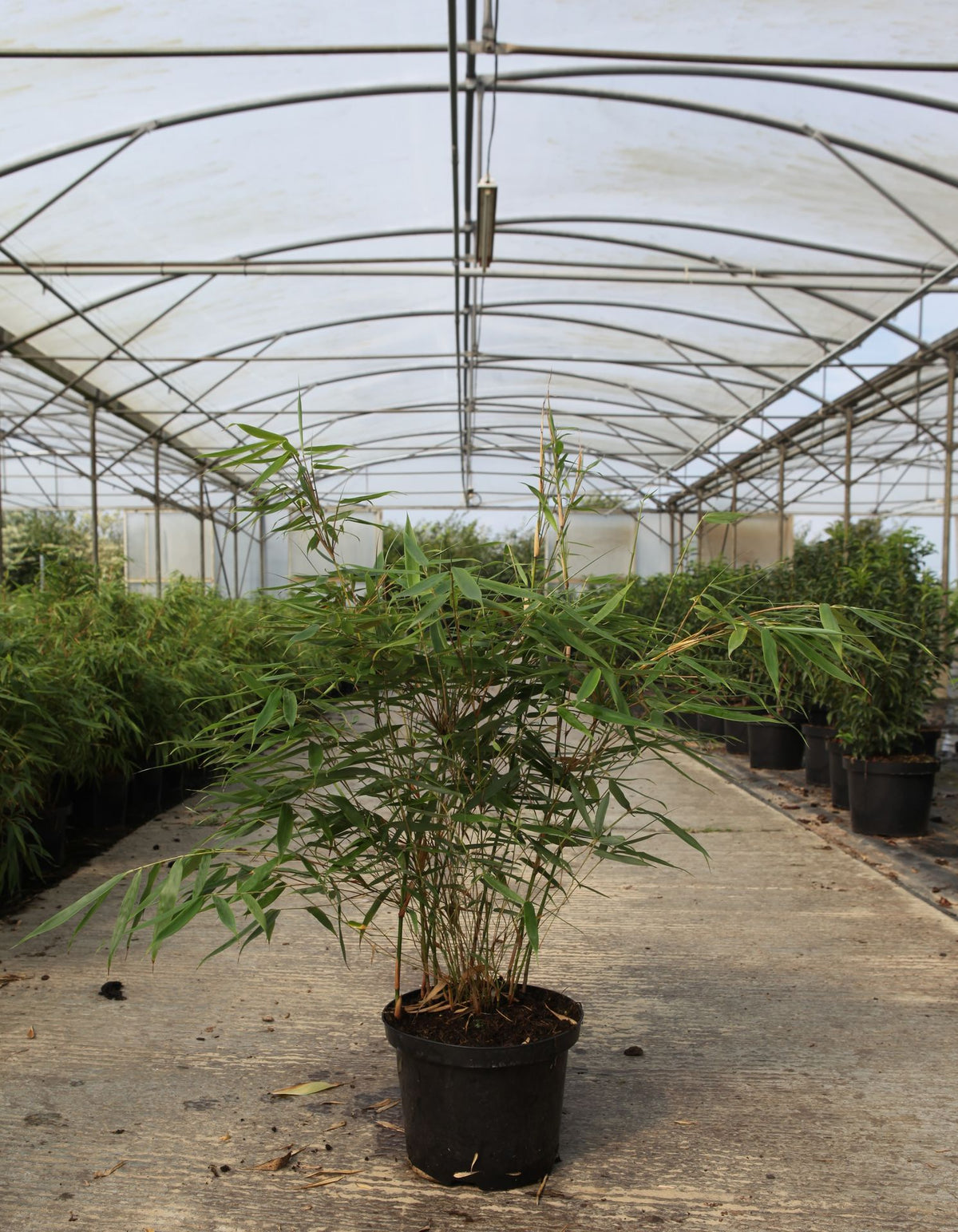 Fargesia robusta 'Pingwu'