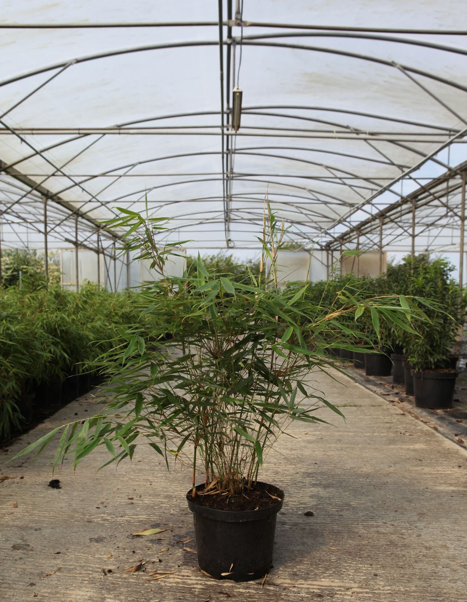 Fargesia robusta 'Pingwu'