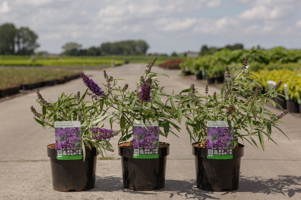 Buddleja davidii 'Purple Emperor'